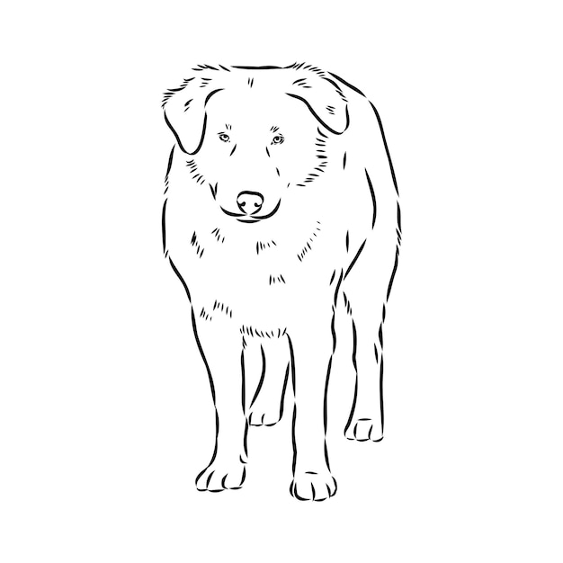 aidi perro vector boceto contorno dibujo a lápiz obra de arte personaje negro sobre fondo blanco mascota de raza realista