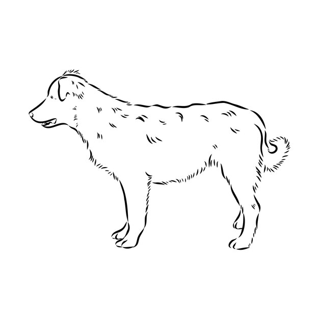 aidi perro vector boceto contorno dibujo a lápiz obra de arte personaje negro sobre fondo blanco mascota de raza realista