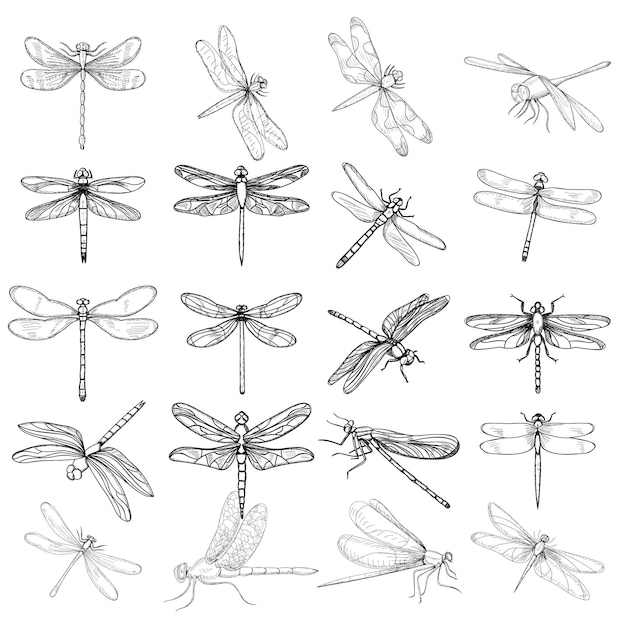 aislado, dibujo de boceto dibujado a mano libélula, el conjunto, insecto