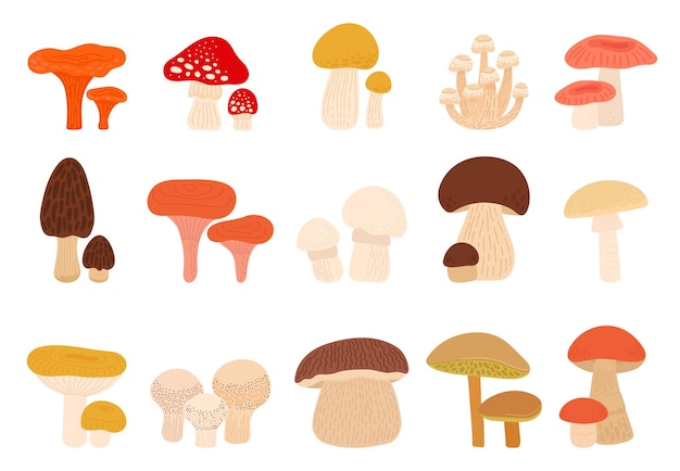 Aislados setas de dibujos animados setas shiitake setas de hongos y amanita trufas y enoki sabrosas crudas plantas frescas del bosque de otoño conjunto de vectores decentes