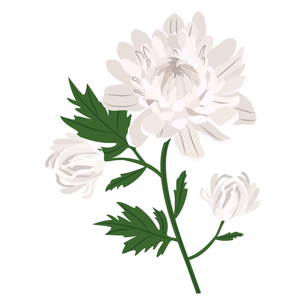 Vector aislamiento de ramos de flores de crisantemo sobre un fondo blanco ilustración vectorial