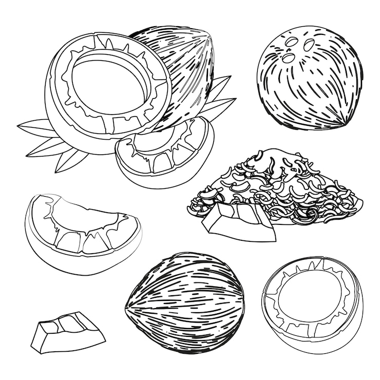 Vector aislamientos de coco conjunto de dibujo de línea icono de coco leche de coco