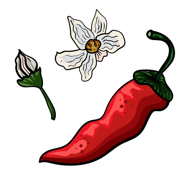 Ají rojo y flor