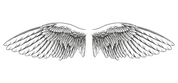 Alas de ángel, colección de alas de pájaro boceto de ilustración vectorial dibujado a mano