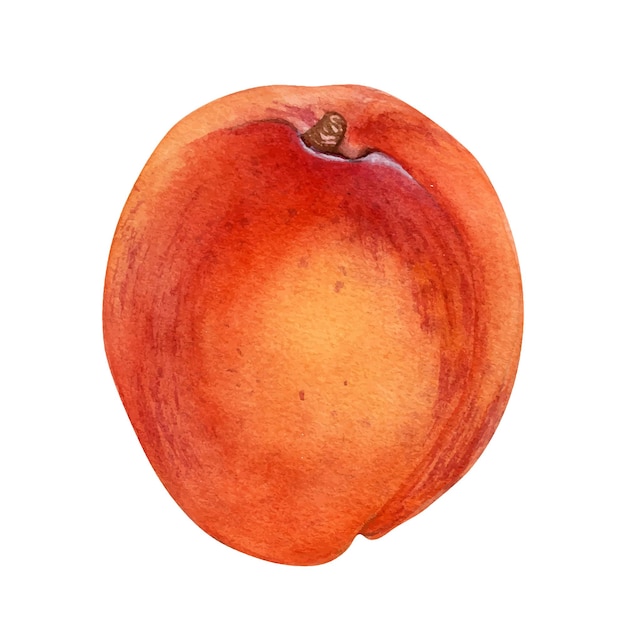 Albaricoque entero solo fruto amarillo aislado ilustración acuarela en blanco melocotón de fruta naranja