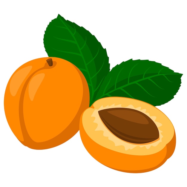 Albaricoque fresco Frutas enteras de albaricoque y un albaricoque cortado por la mitad Ilustración de vector de estilo de dibujos animados