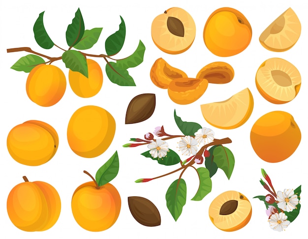 Albaricoque de fruta conjunto de dibujos animados icono. Ilustración de durazno.