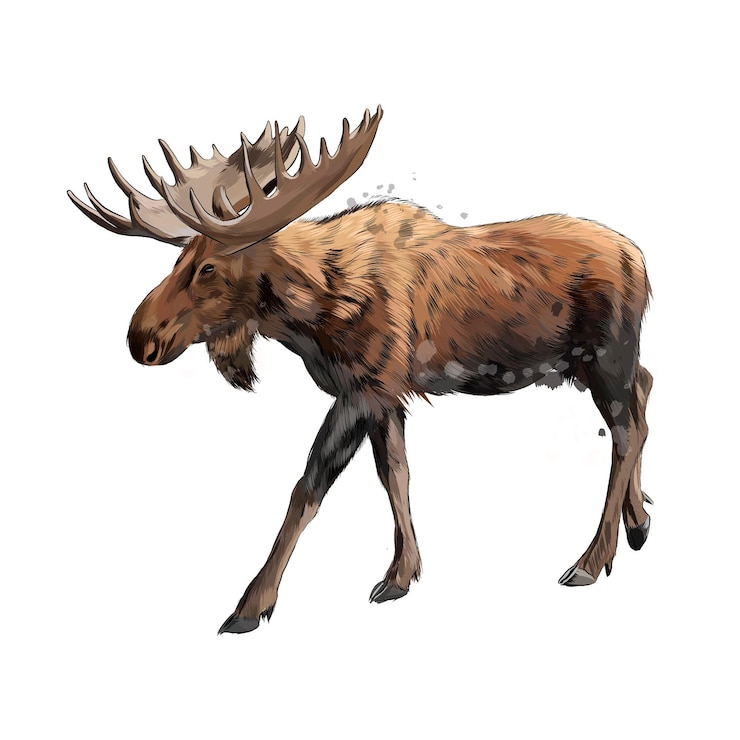 Vector alce de un toque de acuarela, dibujo coloreado.