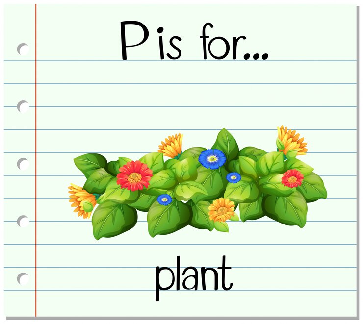 Vector el alfabeto flashcard p es flor plant