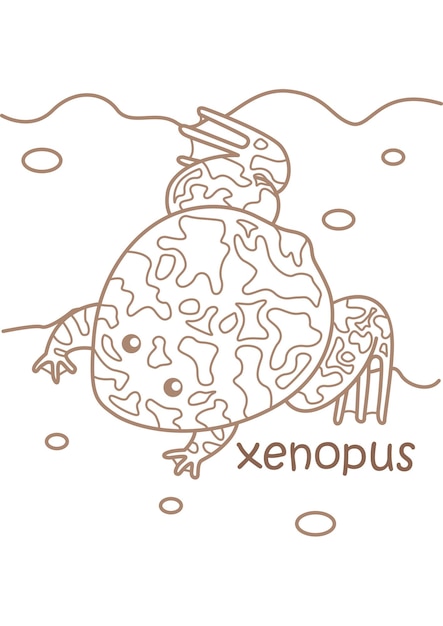 Alfabeto X para Xenopus Vocabulario Lección escolar Páginas para colorear dibujos animados para niños y adultos Actividad