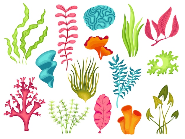 Algas marinas de dibujos animados Algas marinas naturales Corales y algas submarinos Objetos aislados de océanos y acuarios Plantas marinas decorativas naturaleza marina conjunto de vectores limpios