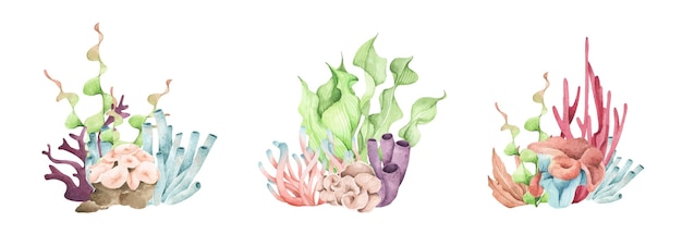 Algas marinas plantas oceánicas submarinas elementos de coral marino ilustración acuarela | Vector Premium Algas marinas plantas oceánicas submarinas elementos de coral marino ilustración acuarela | Vector Premium