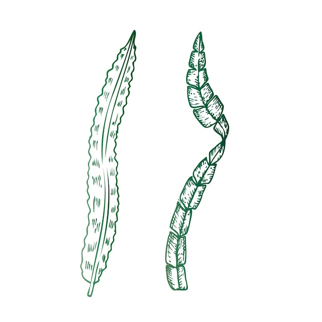 Algas vectoriales línea pintada a mano algas laminarias boceto gráfico de clip art tropical aislado en