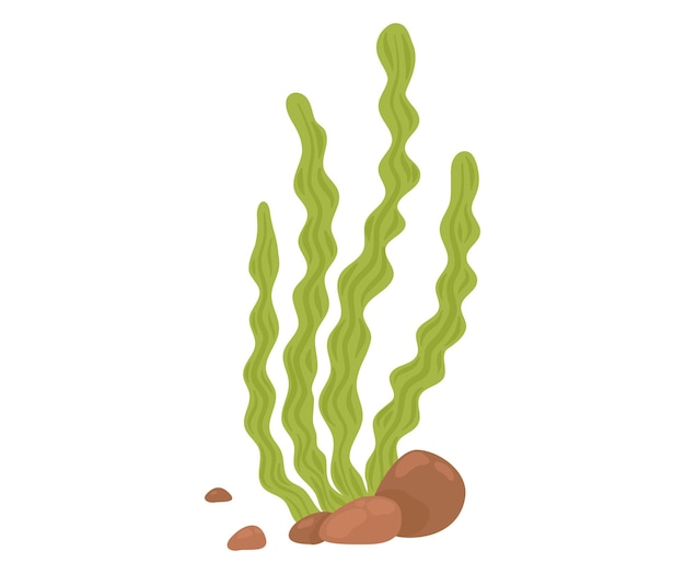 Algas verdes submarinas en el fondo del océano con rocas, plantas acuáticas en el mar, ilustración vectorial marina