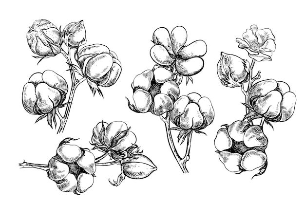 El algodón es orgánico Un conjunto de ramas de algodón Ilustración vectorial gráfica en blanco y negro dibujada a mano