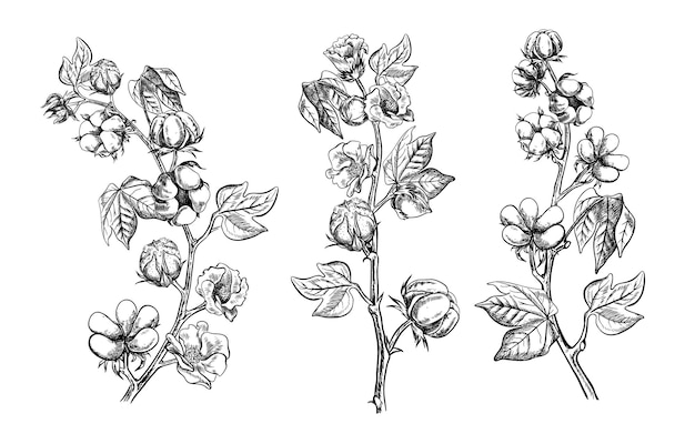 El algodón es orgánico Un conjunto de ramas de algodón maduras inmaduras en flor Ilustración gráfica dibujada a mano
