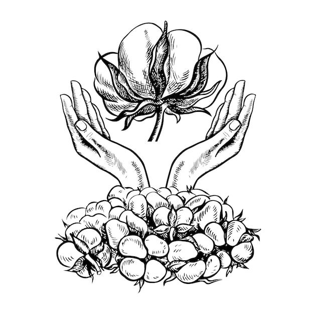 El algodón es orgánico Manos sosteniendo algodón Ilustración vectorial en blanco y negro dibujada a mano