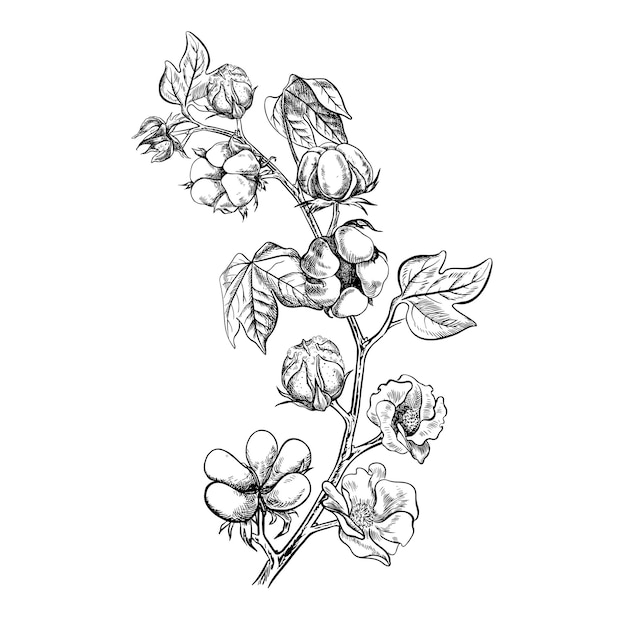 El algodón es orgánico Una ramita de algodón maduro con hojas y flores Ilustración gráfica dibujada a mano