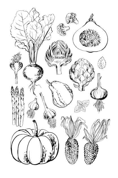Alimentos para asar verduras calabaza remolacha alcachofa verduras y hierbas por línea y acuarela Calabaza naranja