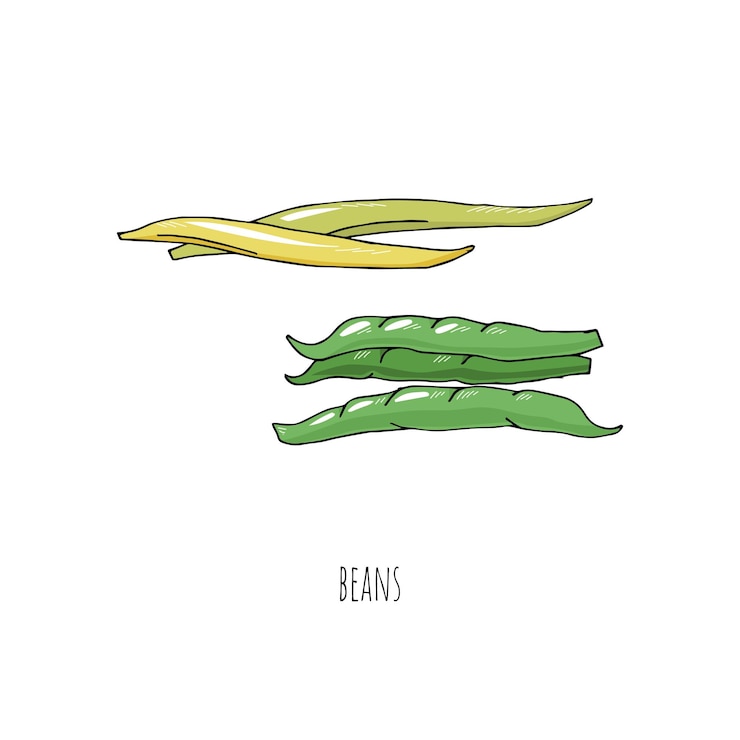 Vector los alimentos de la dieta mediterránea dibujan vainas de frijol aisladas sobre fondo blanco
