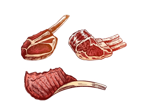 Alimentos orgánicos dibujados a mano dibujos vectoriales coloreados de carne de cerdo, res, cordero, costillas, pedazos de carne