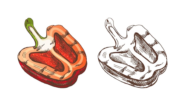 Alimentos orgánicos dibujo a mano de color y monocromático boceto vectorial de pimienta a la parrilla