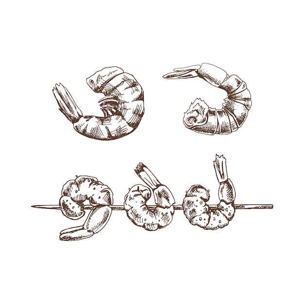 Alimentos orgánicos dibujo a mano en estilo retro boceto vectorial de camarones en un pinchazo y camarones Doodle ilustración vintage imagen grabada