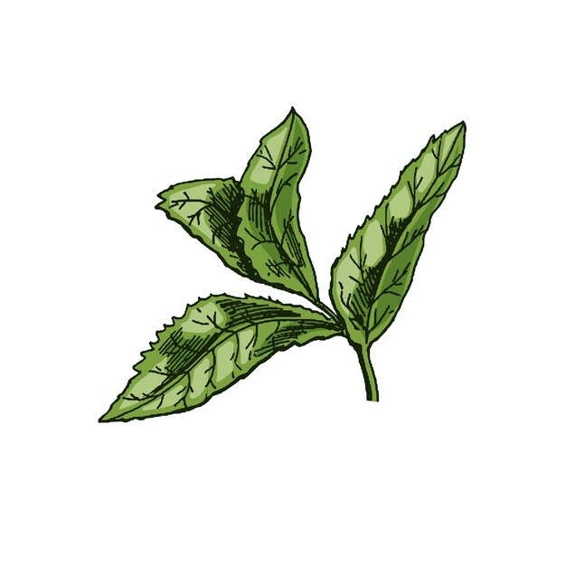 Alimentos orgánicos Dibujo vectorial coloreado dibujado a mano de hojas de menta