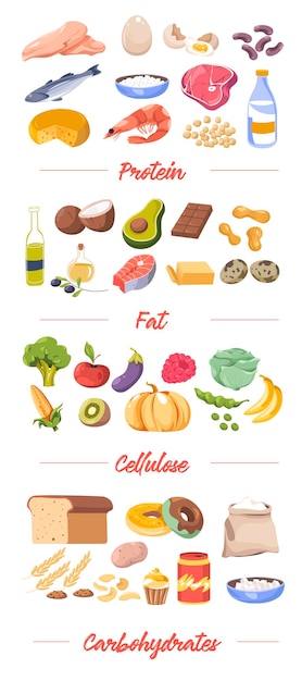 Alimentos por tipo proteínas y vector grasa celulosa