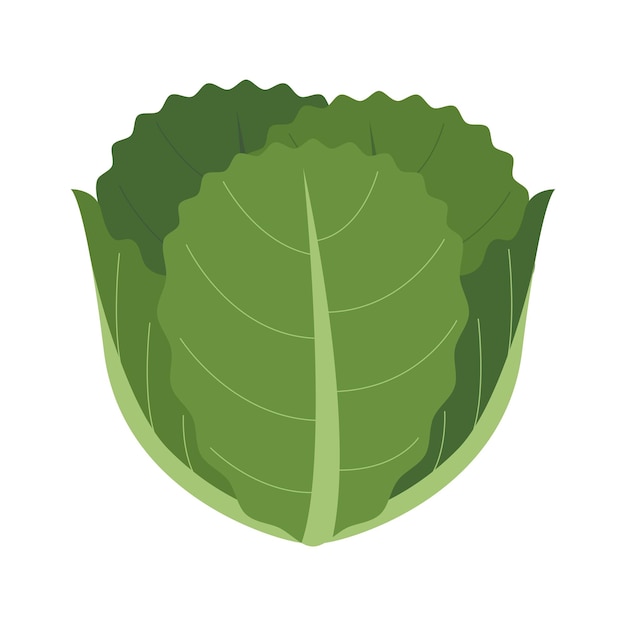 Alimentos verdes de vectores saludables con lechuga vegetal orgánica natural