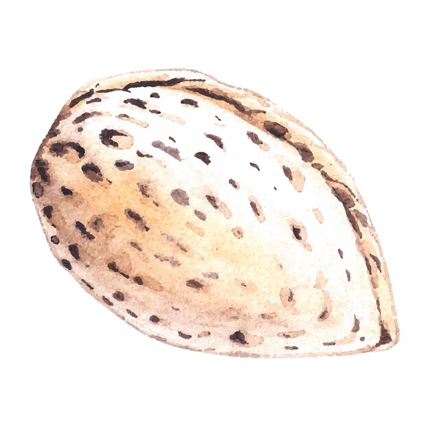 Almendra acuarela