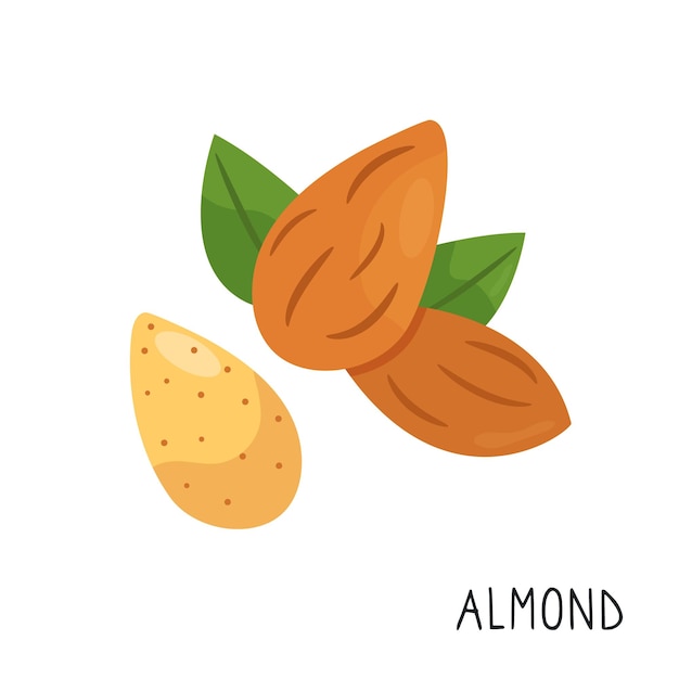 Almendra de dibujos animados sobre fondo blanco