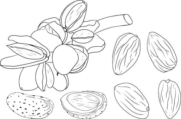Almendra. Nueces dibujadas a mano por vectores. Dibujos para colorear con diferentes tipos de monjas.