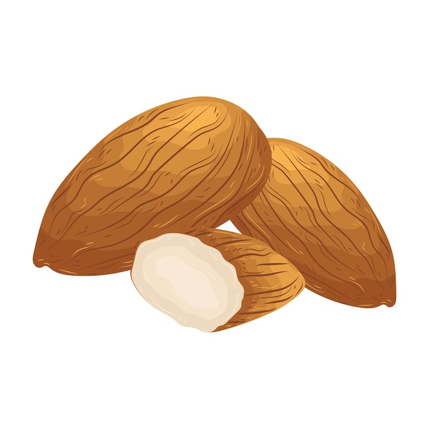 almendra vector maní ilustración vegetariano aceite estacional dibujos animados elemento orgánico vegano dieta salud