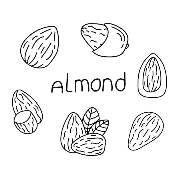 Las almendras dispuestas en estilo doodle Vector aislado en fondo amarillo