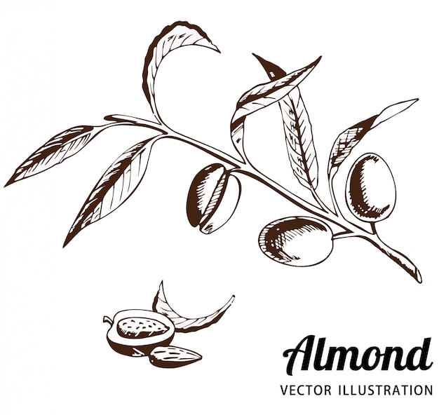 El almendro con frutas en una rama. Frutas de almendras, granos de almendras vector boceto.