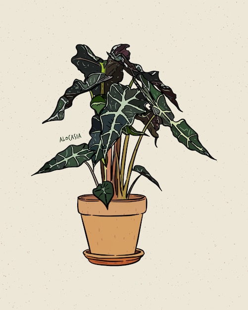 La alocasia es un género de plantas de flores perennes rizomatosas o tuberosas de hoja ancha de la familia araceae. dibujar a mano boceto.