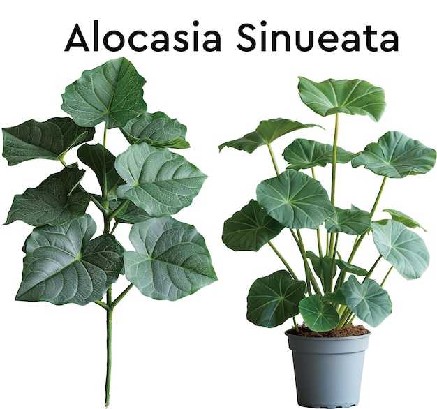 Vector alocasia sinueata