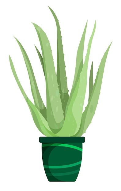 Aloe. Planta tropical de interior en una olla de flores. Hojas carnosas anchas, suculentas, cactus. Flores curativas de interior. Plantas en el jardín batanic. Vector