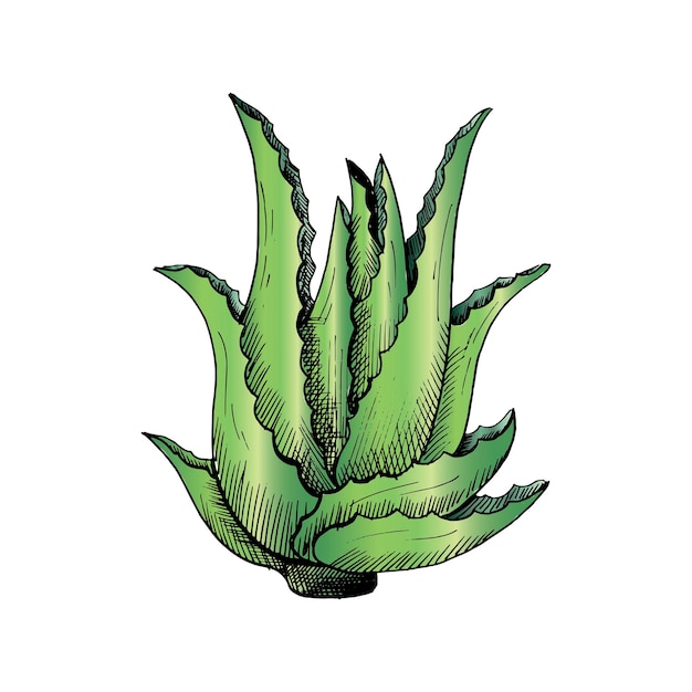 Aloe vera. aloe verde dibujado a mano único, aislado sobre fondo blanco. ilustración vectorial.