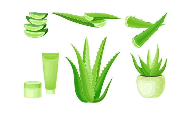 Vector aloe vera como planta suculenta con flores con hojas gruesas y carnosas