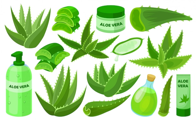 Vector aloe vera conjunto de dibujos animados icono. ilustración de cactus sobre fondo blanco. conjunto de dibujos animados icono aloe vera.