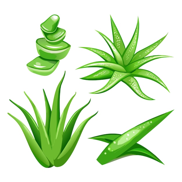 Aloe Vera En un fondo blanco aislado 7