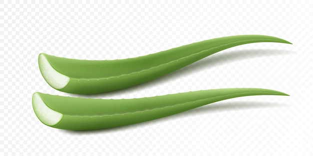 Aloe vera fresco Hojas verdes realistas rebanadas planta medicinal y componente natural Etiqueta de empaque de plantilla diseño de productos para el cuidado de la piel Corte rebanada aloe suculento Ilustración de vector 3d aislado