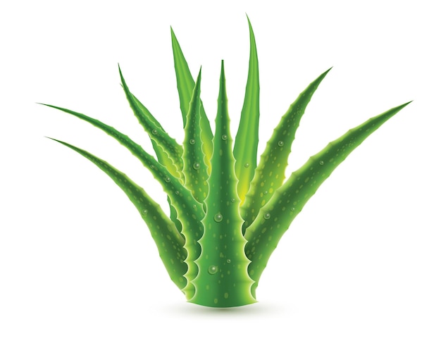 Aloe Vera con gotas de agua aisladas sobre fondo blanco Vector Ilustración