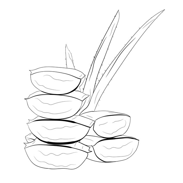 Vector aloe vera lineart dibujado a mano