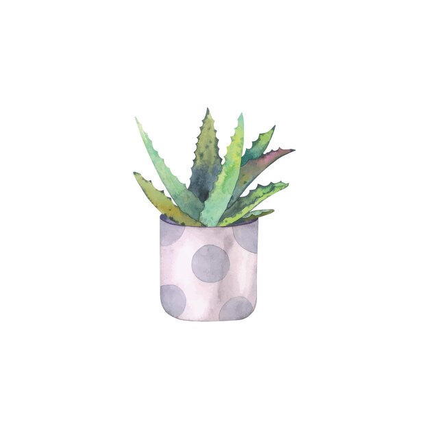 Aloe vera en maceta de cerámica de lunares ilustración acuarela aislada. Dibujado a mano para el diseño