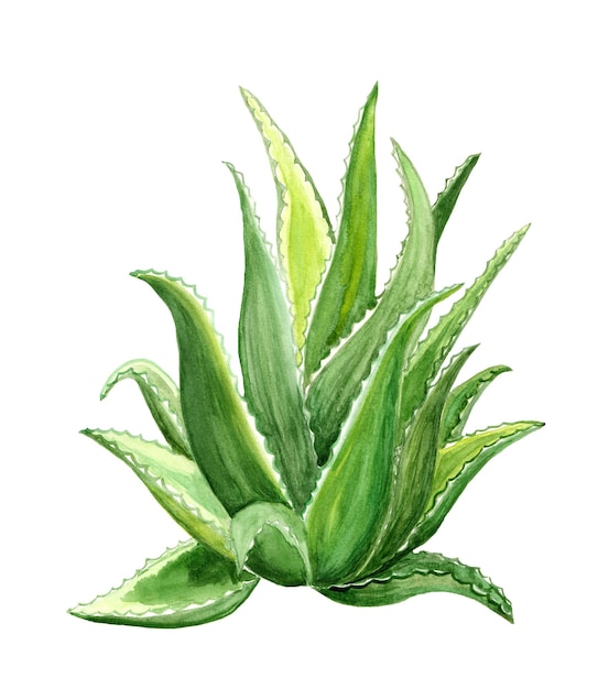 El aloe vera natural