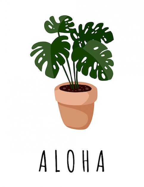 Aloha banner. postal de plantas suculentas en maceta monstera. cartel acogedor estilo escandinavo lagom