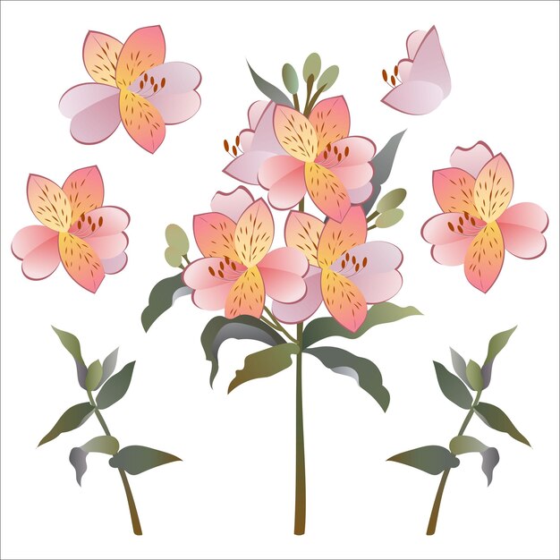 Alstroemeria. Conjunto de diferentes flores de alstroemeria sobre fondo blanco. Vector.